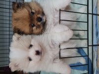 Pomeranian ırk ve sağlık garantili
