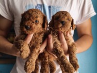 Toy poodle red brown