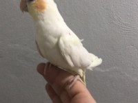 Yavru Sultan Papağanları