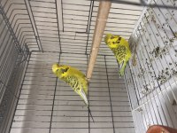 Jumbo Teksas Takım Muhabbet Kuşu