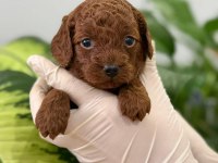 ÇANAKKALEDE TOY POODLE YAVRULARIMIZ
