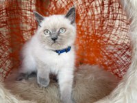 British Shorthair Blue Point Yavru 2 Aylık