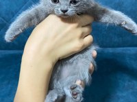 Dünyalar tatlısı british shorthair yavrularımız