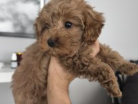 2 aylık toy poodle