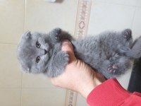 British straight ve scottish fold