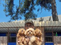 maltipoo yavrular bir birinden güzel