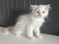 Scottish fold longhair yavrular