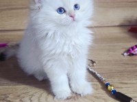 British shorthair harika bebekler