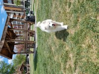 Safkan Samoyed Yavru