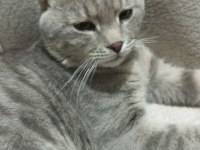 Scottish fold sahiplendirme görüşülür