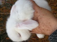 Mini lop tavşan yavruları