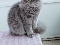 British longhair 9 aylık