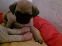 2 aylık dişi pug