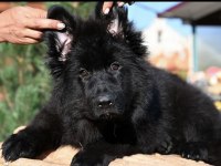 Solid Black Lekesiz Alman Kurdu Yavrular