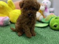Siyah red ve red brown dişi erkek poodle yavrularımız