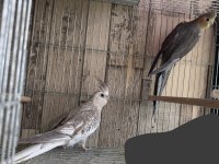 Satılık Sultan Papağanları – Grey ve WF Dişi