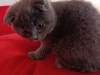 Kaliteli uygun puanlı scottish fold