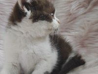 British shorthair chocolatte bicolor dişi