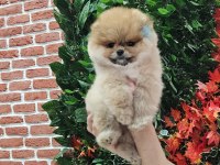 Pomeranian yavrular