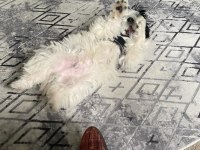 3 aylık erkek morkie terrier