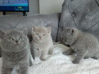 British Shorthair Yavrular