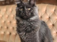 Acil erkek maine coon kedimizi sahiplendirmek istiyoruz