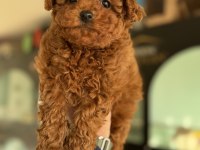 Show Kalite Kore Toy Poodle Larımız Ziyarete Açık