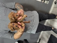 Bursa toy poodle