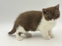Eşsiz British Shorthair Yavrular
