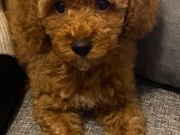 Son kalan poodle kızım yuvasını arıyor