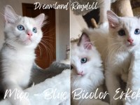 1.SINIF KALİTE ŞECERELİ BEBEKLER YENİ YUVALARINI ARIYOR KEDİ