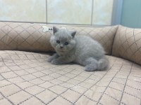 K9 AVRUPA ÇİFTLİĞİNDEN BRTİSH VE SCOTTİSH YAVRULARI
