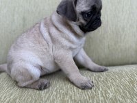Dişi Erkek Pug