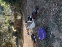 Genç yeni yumurtaya gelmiş ördekler