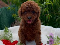 ORJİNAL TEACUP RED POODLE YAVRULAR