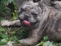 Blue merle erkek merle dişi french bulldog