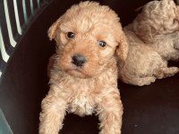 2 Aylık Maltipoo Yavrular