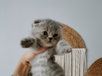 Mükemmel scottish fold bebeklerim