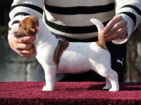FCI (KIF) ŞECERELİ KISA TÜY JACK RUSSELL YAVRULARIMIZ