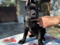 Show kalitede perfect cane corso puppies