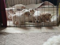 A KALİTE MALTİPOO YAVRULAR