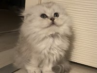 Sosyal British Longhair Kardeşler
