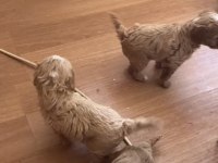 Cavapoo yavrular dişi ve erkek