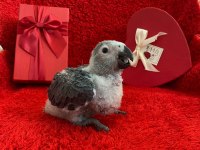 Jako parrot papağanımız