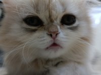 Dişi yavru chinchilla kedimiz