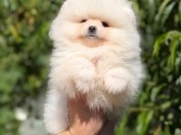 A Kalite Pomeranian Yavruları