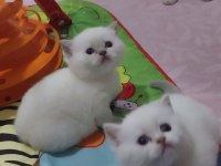 Safkan british longhair erkek
