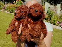 Toy Poodle yavrular ruhsatlı çiftlikten