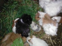Büyük ve yavru guinea pig