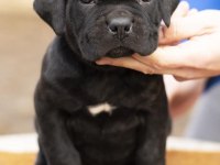 Izin belgeli üretim çiftliğinden cane corso kapıda öde